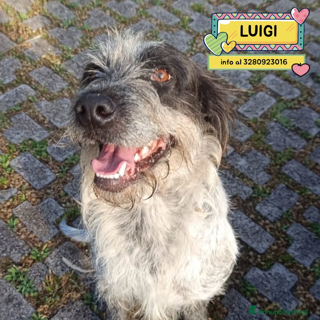 Meticcio cani LUIGI dolce cagnolino 3 anni e mezzo cerca casa - Annuncio 4