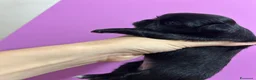Chihuahua cani in vendita: Cucciole di chihuahua a pelo lungo - Annuncio 1