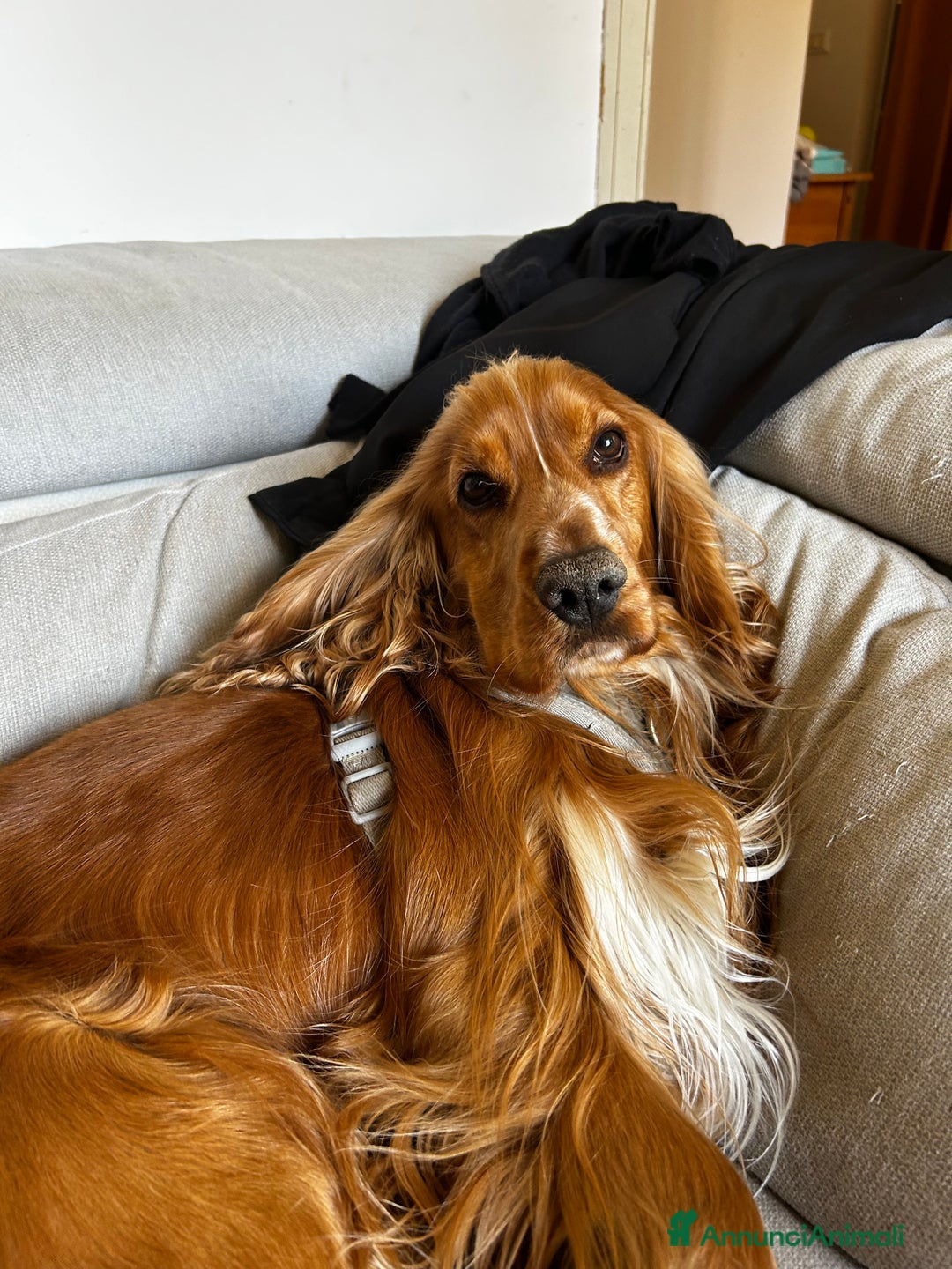 Cocker cani per accoppiamento: Cocker maschio per monta - Annuncio 6