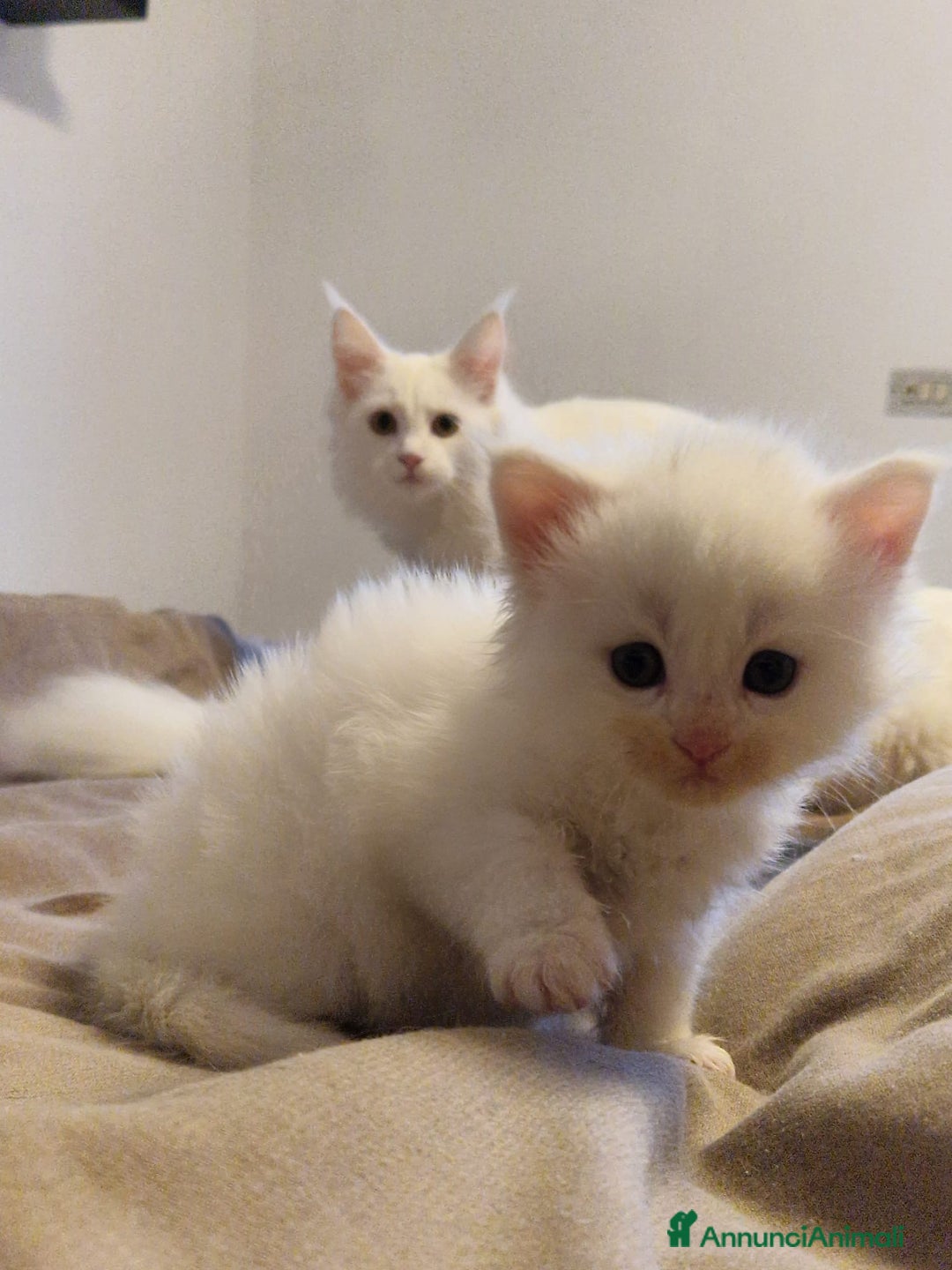 Maine Coon gatti in vendita: Maine Coon  - Annuncio 7