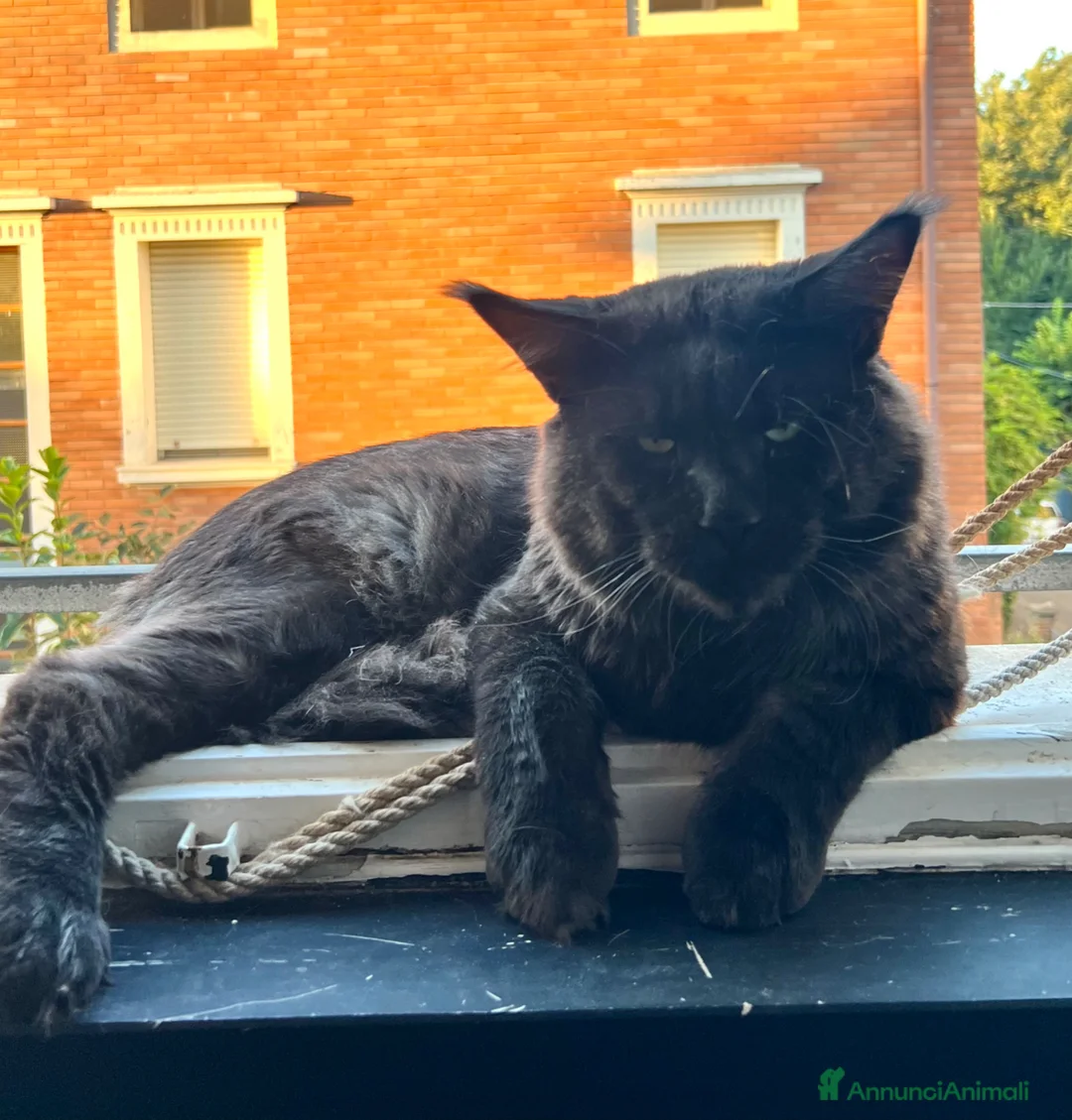 Maine Coon gatti in vendita: Cucciola di Maine Coon, genitori testati - Annuncio 15