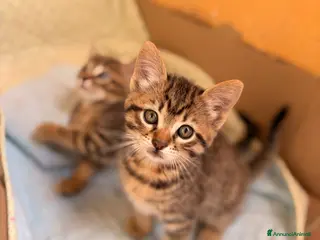 Meticcio gatti 🐾 DUE GATTINE TIGRATE IN CERCA DI CASA 🐾 - Annuncio 1
