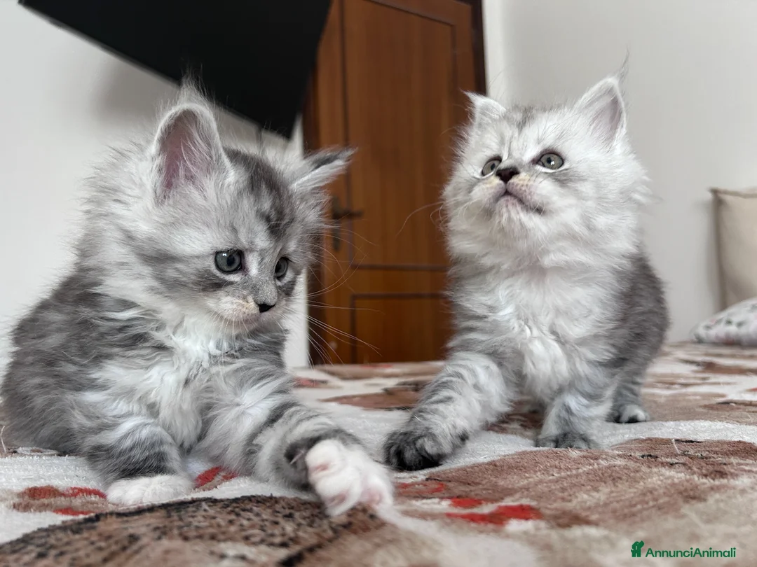 Maine Coon gatti in vendita: Maine Coon femmine pedigree AGI - Annuncio 19