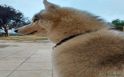 Husky cani per accoppiamento: Cerco femmina di Husky per accoppiamento(pedigree) a Città Metropolitana di Napoli - Immagine 2