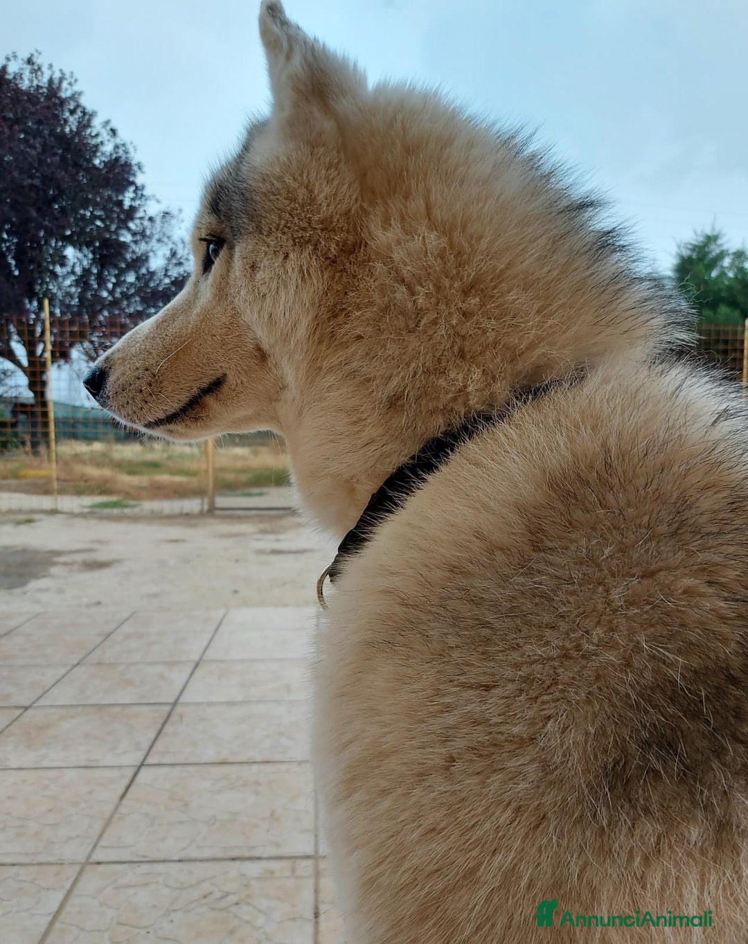 Husky cani per accoppiamento: Cerco femmina di Husky per accoppiamento(pedigree) a Città Metropolitana di Napoli - Immagine 2