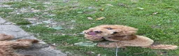 Barboncino Toy cani in vendita: Cucciolo di Barboncino Toy - Annuncio 2