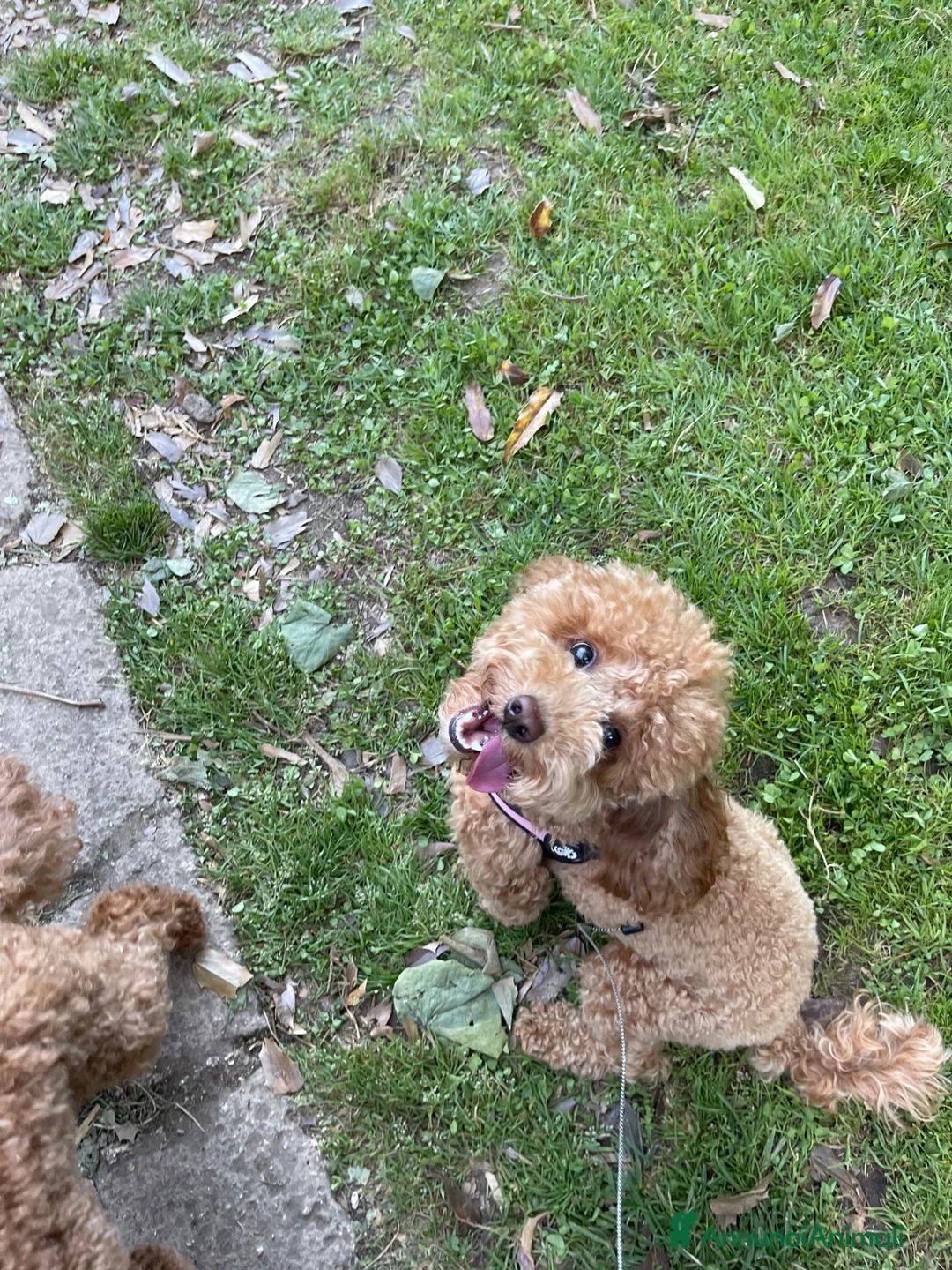 Barboncino Toy cani in vendita: Cucciolo di Barboncino Toy - Annuncio 2