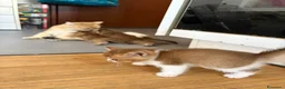 British gatti in vendita: meravigliosi cuccioli gattini British Shorthair  a Città Metropolitana di Torino - Annuncio 13