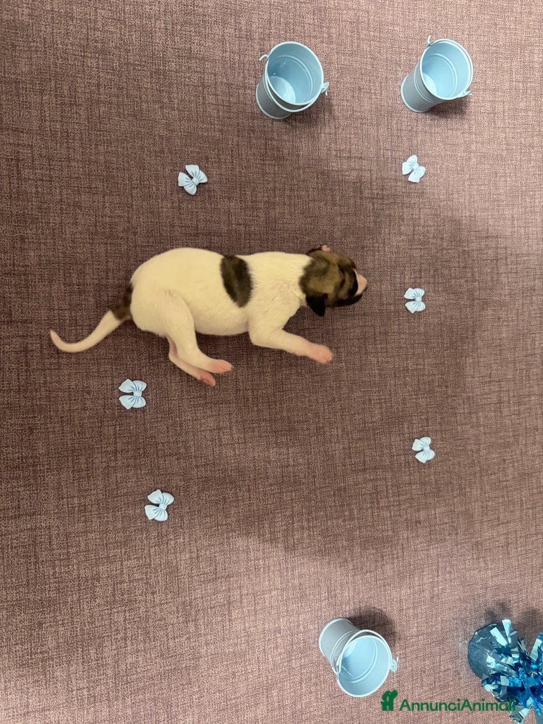 Whippet cani in vendita: Cucciolo levriero Whippet  - Annuncio 6