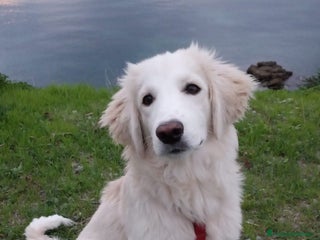 Meticcio cani in regalo: Toby in tutto il suo splendore - Annuncio 3