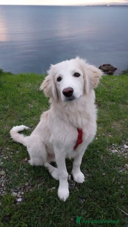 Meticcio cani Toby in tutto il suo splendore - Annuncio 19