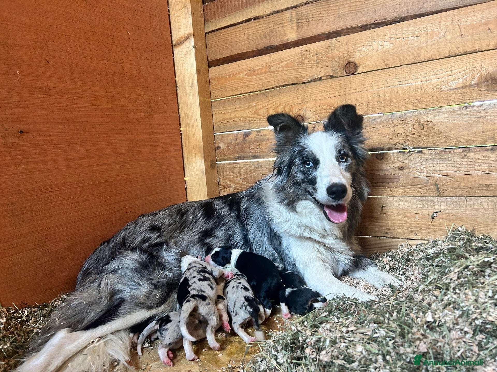 Border Collie cani Cuccioli di Border Collie  - Annuncio 4