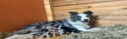 Border Collie cani in vendita: Cuccioli di Border Collie  - Annuncio 1