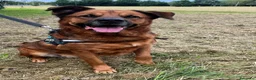 Meticcio cani in regalo: JONAS CANE MOLTO BUONO - Annuncio 6
