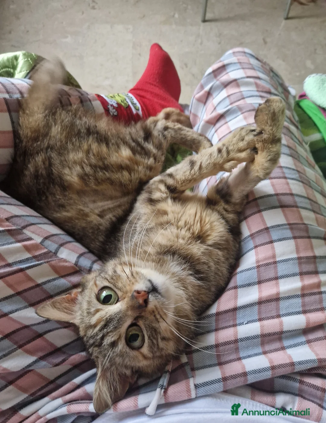 Meticcio gatti in regalo: Bruna in cerca di casa - Annuncio 2