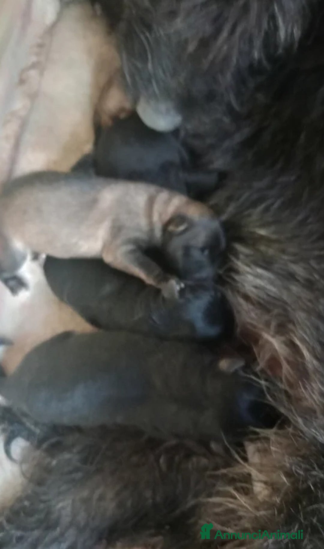 Pastore Tedesco cani in regalo: cuccioli  - Annuncio 3