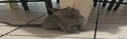 British gatti in vendita: British  a Provincia di Como - Annuncio 2