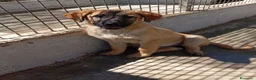 Meticcio cani in regalo: Rosa e Luna, simil pastorine! (4 mesi)  - Annuncio 6