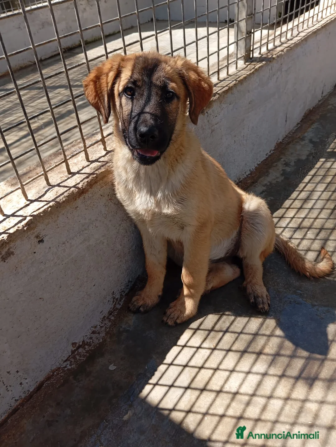 Meticcio cani in regalo: Rosa e Luna, simil pastorine! (4 mesi)  - Annuncio 6