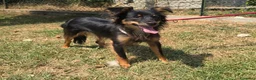 Meticcio cani in regalo: Mozart 7 mesi taglia piccola  - Annuncio 1