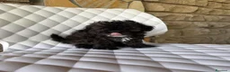 Barboncino Toy cani in vendita: Barboncini toy - Annuncio 3