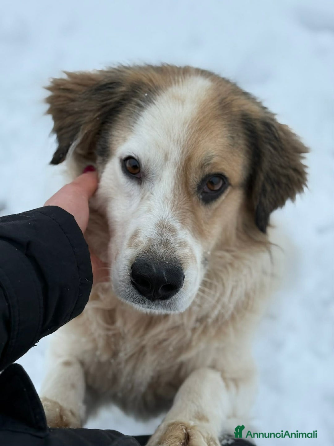 Meticcio cani in regalo: ARAMIS, cagnolone dalla bontà unica! - Annuncio 4
