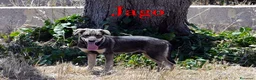 Meticcio cani in regalo: Aron e Jago dolcissimi cuccioli in adozione a Città metropolitana di Milano - Annuncio 4