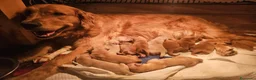 Golden Retriever cani in vendita: CUCCIOLI GOLDEN RETRIVER AMERICANI  - Annuncio 4