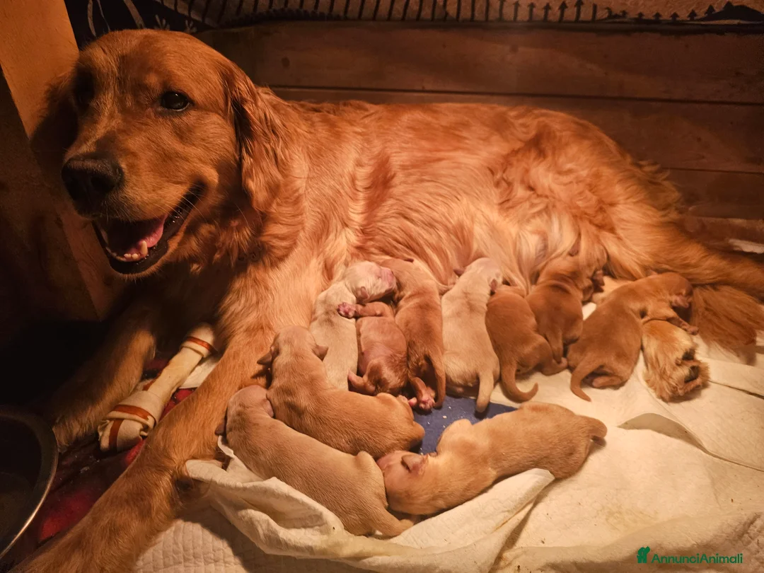 Golden Retriever cani in vendita: CUCCIOLI GOLDEN RETRIVER AMERICANI  - Annuncio 4