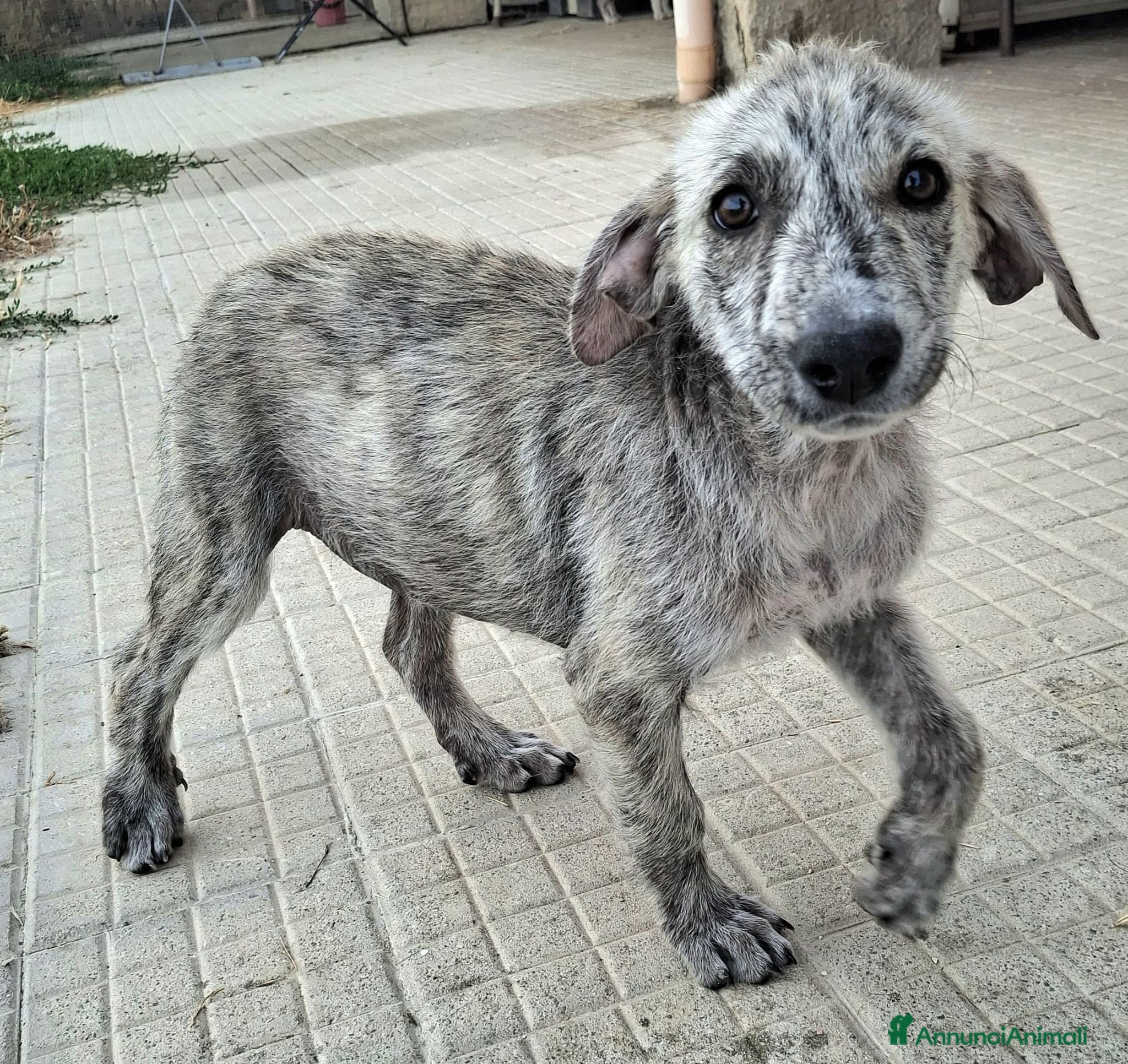Meticcio cani Argent 2 mesi taglia media  - Annuncio 10