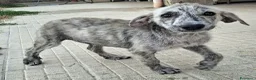 Meticcio cani in regalo: Argent 2 mesi taglia media  - Annuncio 1