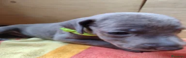Weimaraner 4