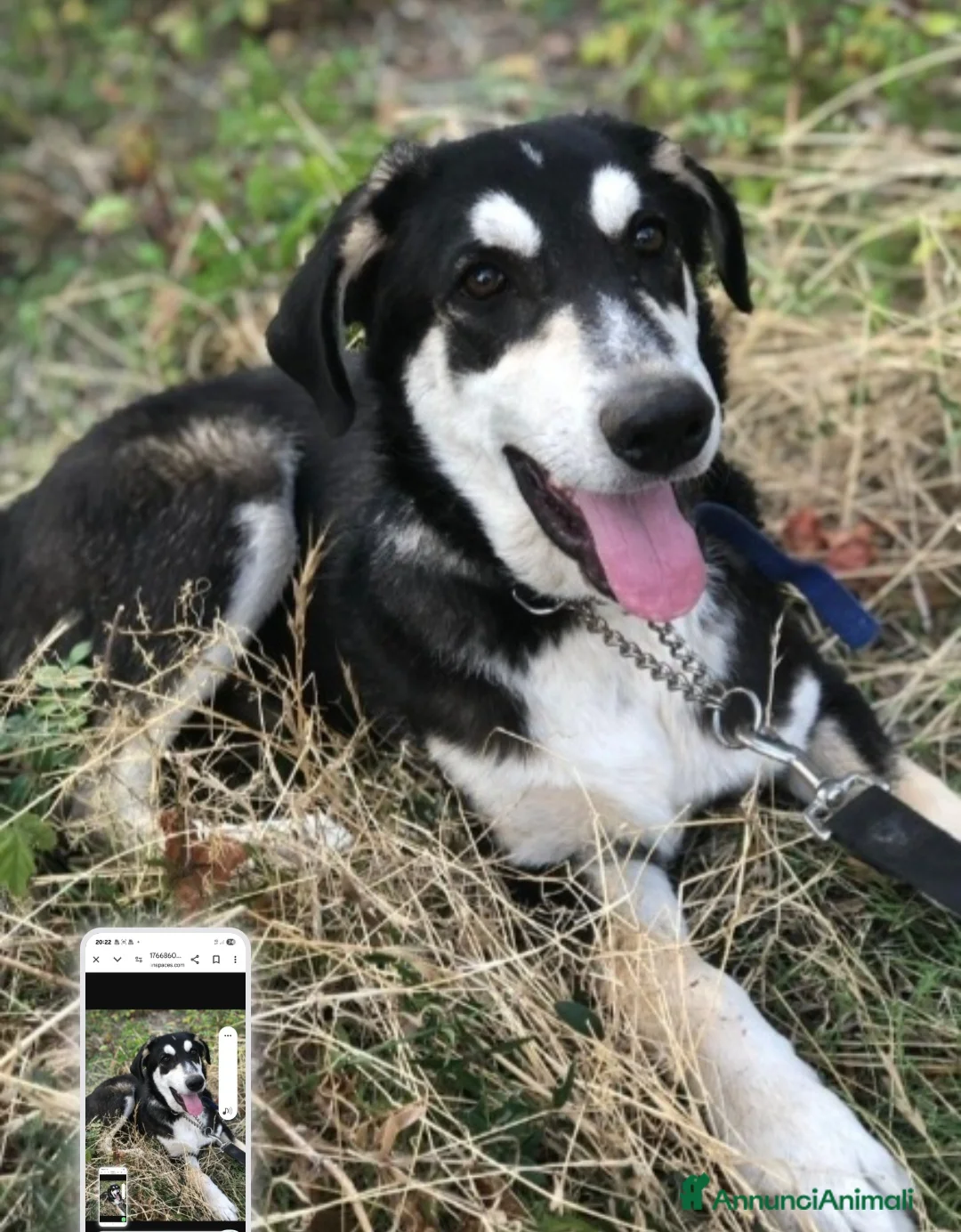 Meticcio cani in regalo: Mix Australian Shepherd 8/9mesi INVISIBILE.SICILIA - Annuncio 5