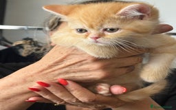 Scottish gatti in vendita: Gattini Scottish Straight  a Provincia di Modena - Immagine 18