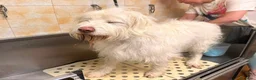 Meticcio cani in regalo: TRADITO DA CHI AMAVA! 2 ANNI a Provincia di Ferrara - Annuncio 5