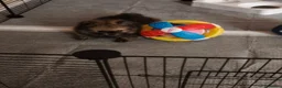 Volpino Pomerania cani in vendita: Spitz di Pomerania NANO - Annuncio 3