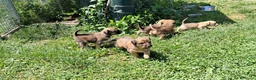 Meticcio cani in regalo: Regalo cuccioli a Provincia di Cuneo - Annuncio 4