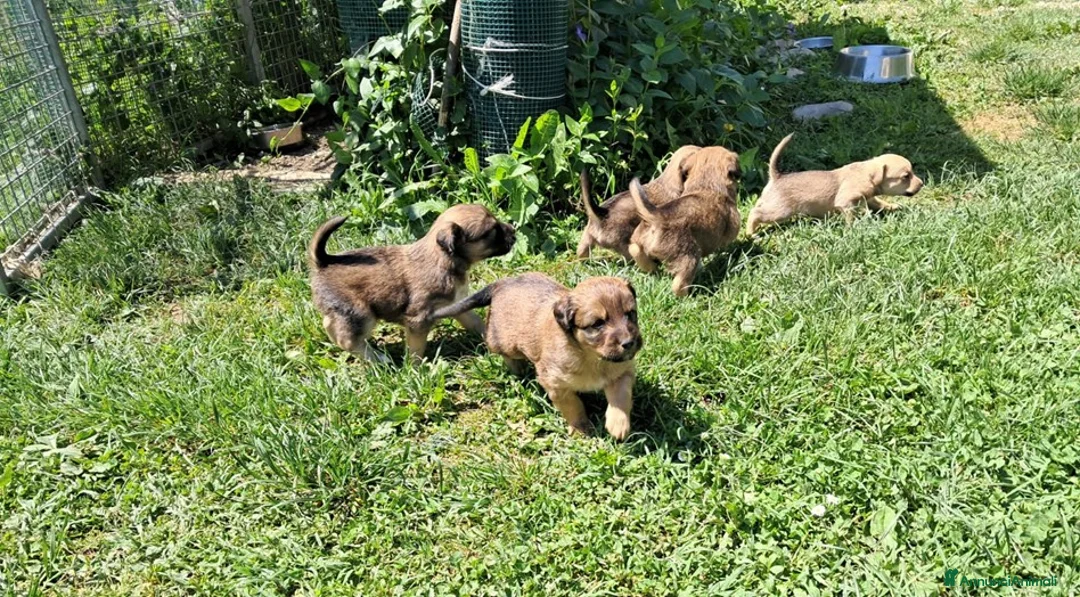 Meticcio cani in regalo: Regalo cuccioli a Provincia di Cuneo - Annuncio 4
