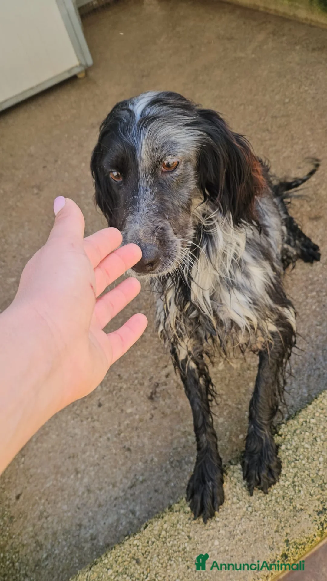 Setter Inglese cani in regalo: Raya: giovane setterina socievole affettuosa  - Annuncio 3