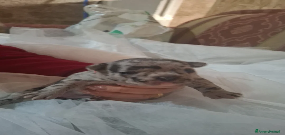 Immagine della galleria {{count}}