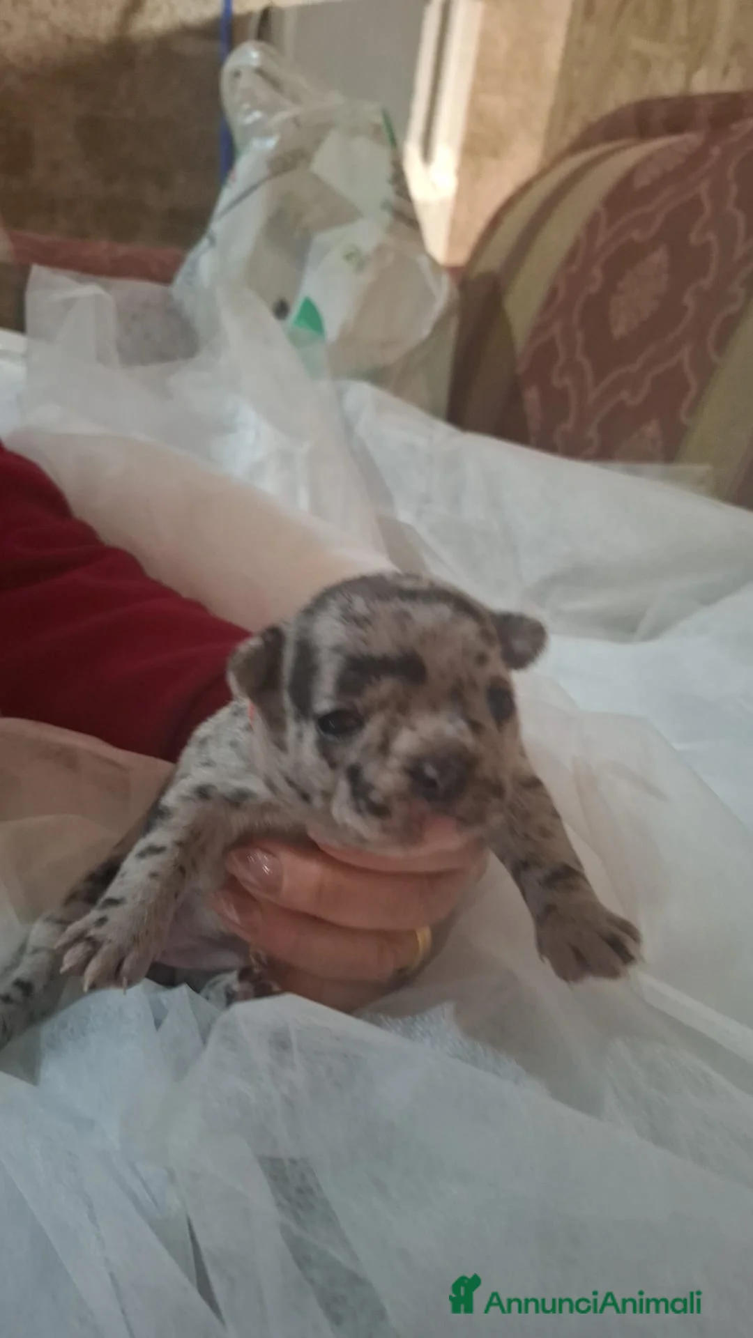 Immagine della galleria {{count}}