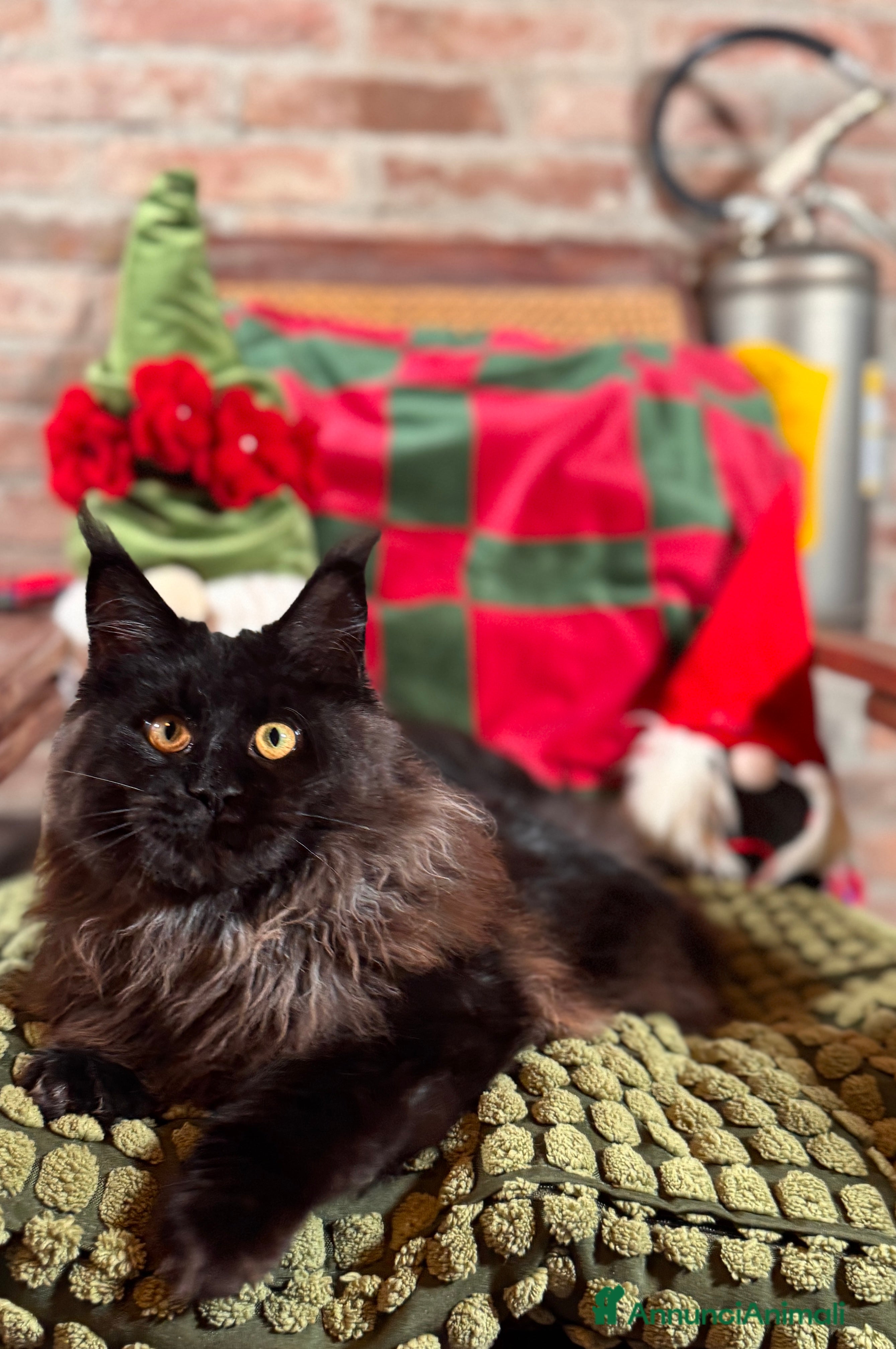 Maine Coon gatti Cucciola Black Smoke - Pedigree ANFI - Annuncio 40