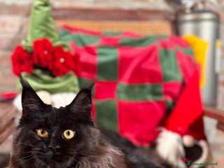 Maine Coon gatti Cucciola Black Smoke - Pedigree ANFI - Annuncio 40