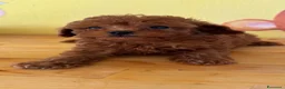 Barboncino Toy cani in vendita: Cuccioli barbone toy - Annuncio 3