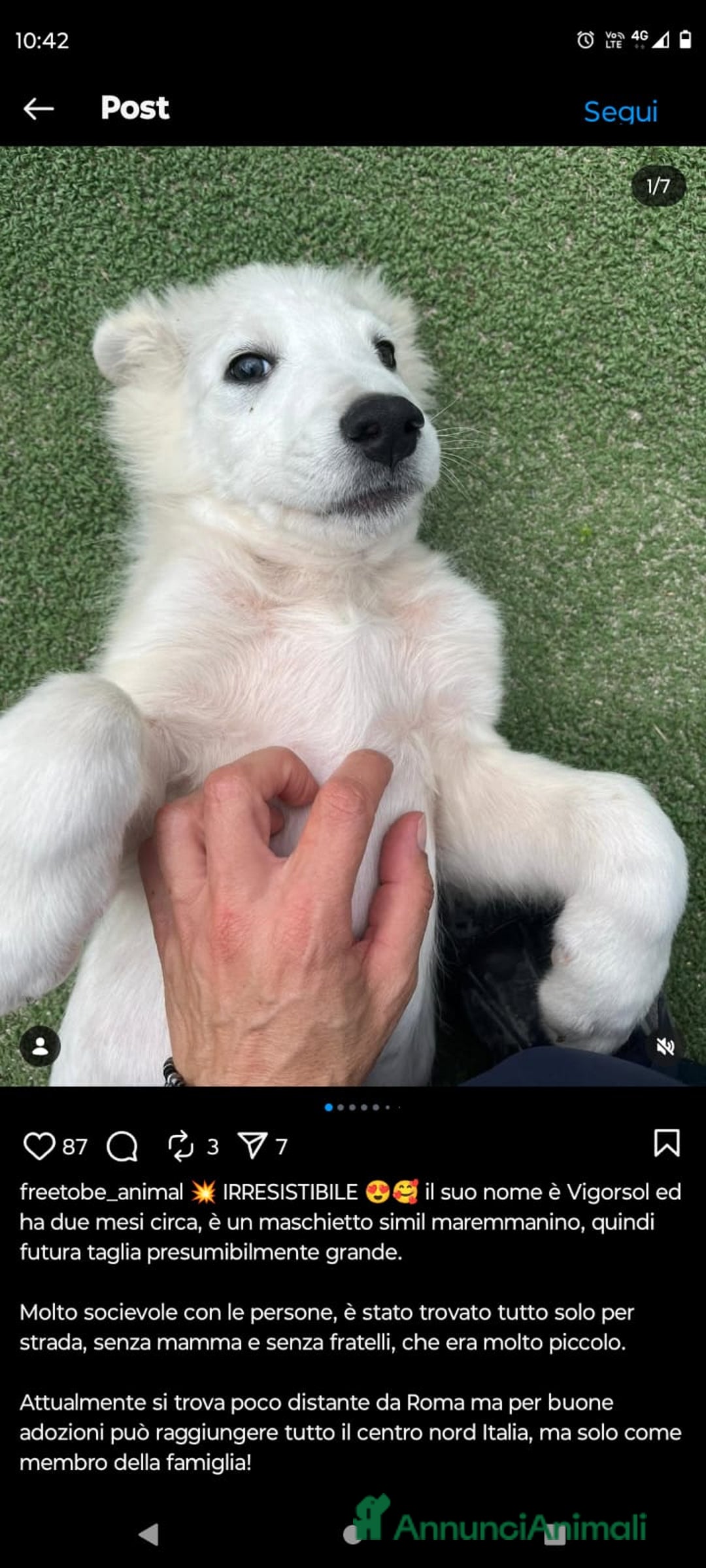 Meticcio cani in regalo: Cucciolo meticcio 3 mesi - Annuncio 4