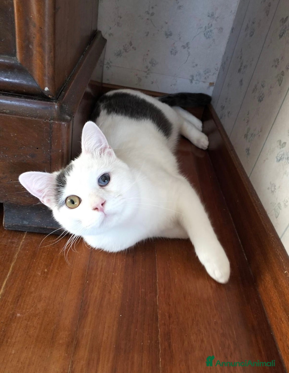 Europeo gatti Freddy e Perla cercano casa - Annuncio 11