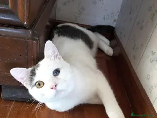 Europeo gatti Freddy e Perla cercano casa - Annuncio 11