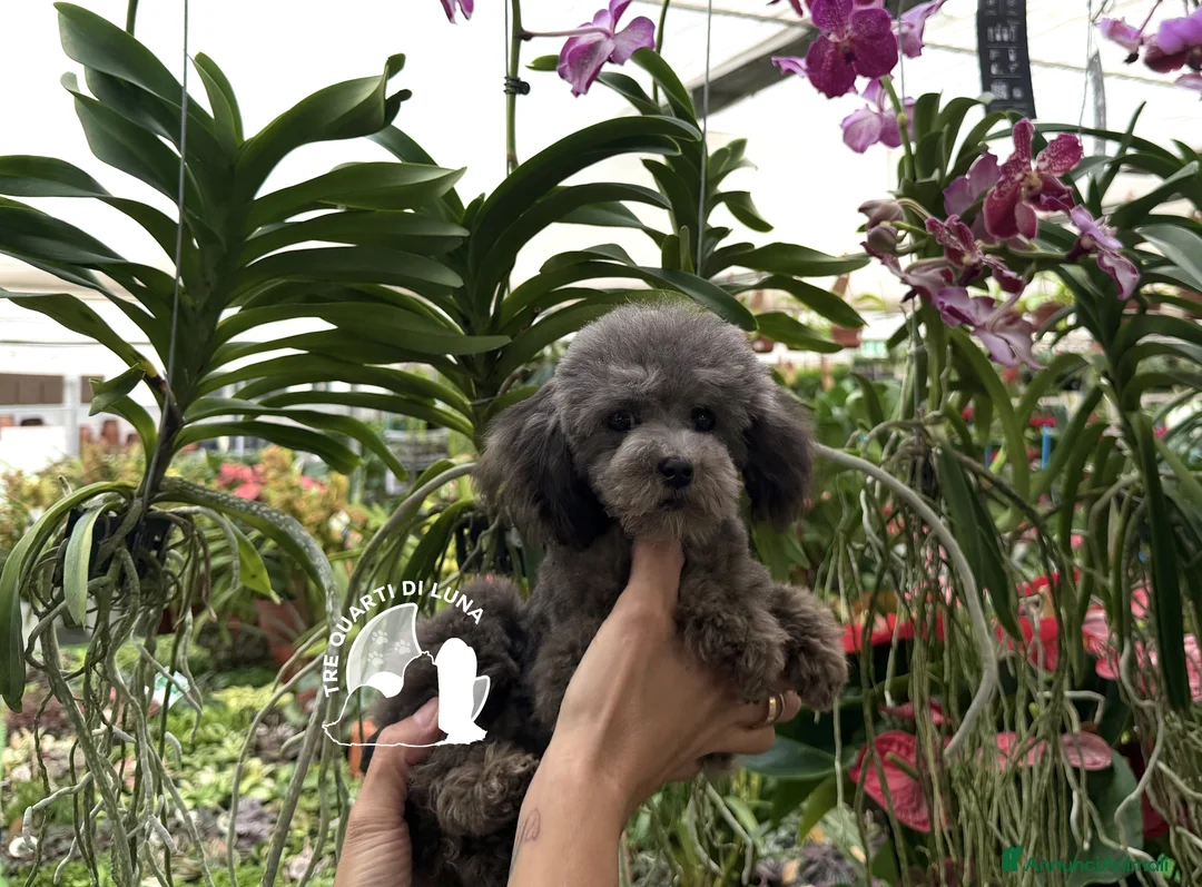 Barboncino Toy cani in vendita: Barboncino Cucciolo Disponibile TREQUARTIDILUNA  - Annuncio 4