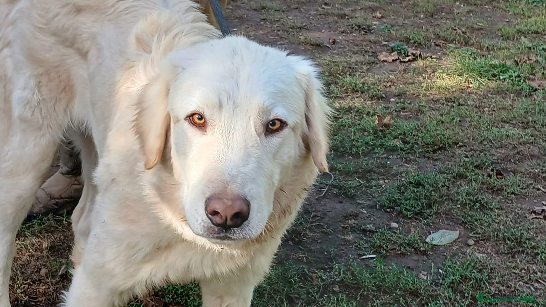 Meticcio cani in regalo: OSVALDO INC. MAREMMANO CERCA LA SUA FAMIGLIA - Annuncio 3