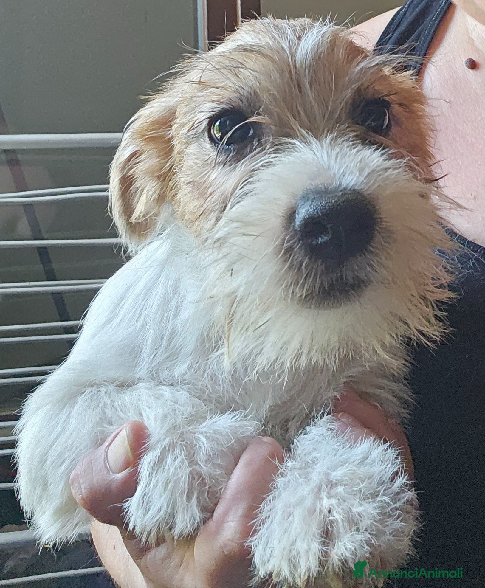 Jack Russell cani Jack russel terrier a pelo ruvido con pedigree  - Annuncio 10